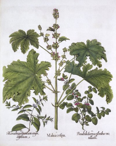 Curled Mallow, False Dittany, Cretan Horehound, from Hortus Eystettensis by German School